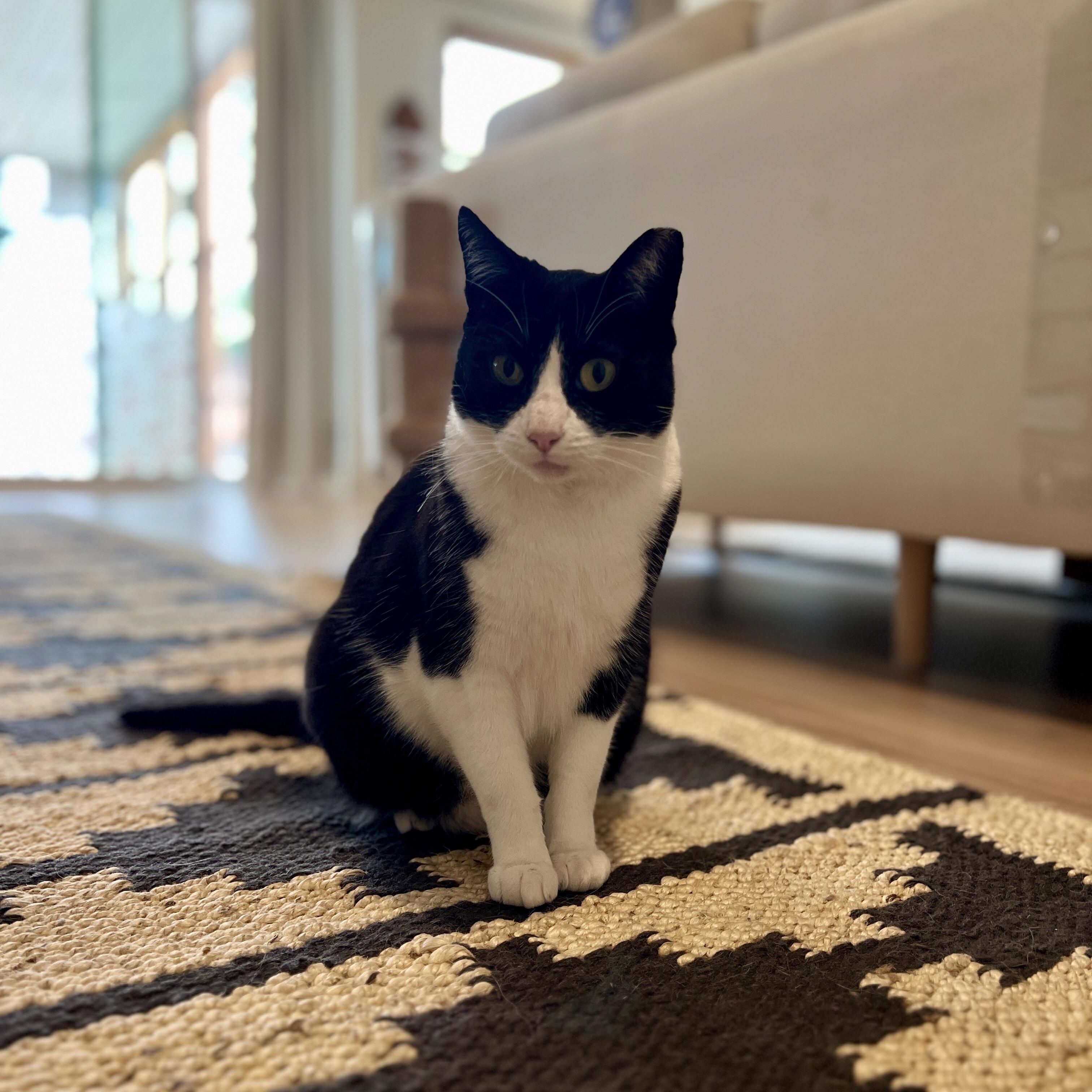 Enlarge Umu , an adopted Domestic Short Hair in Hayward, CA image 2/4