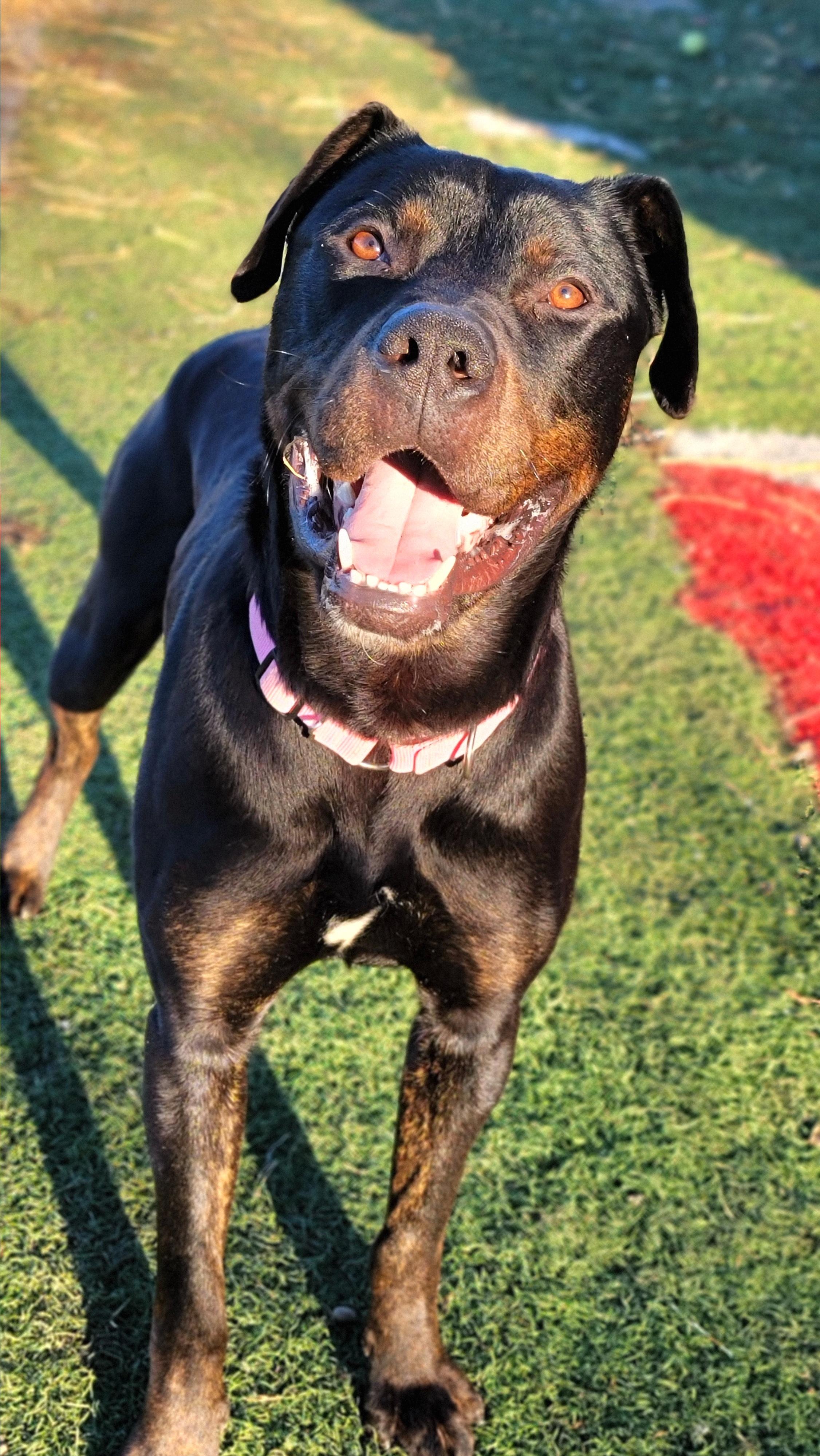Oliver, ADOPTABLE, Adult Male Rottweiler & Mixed Breed.