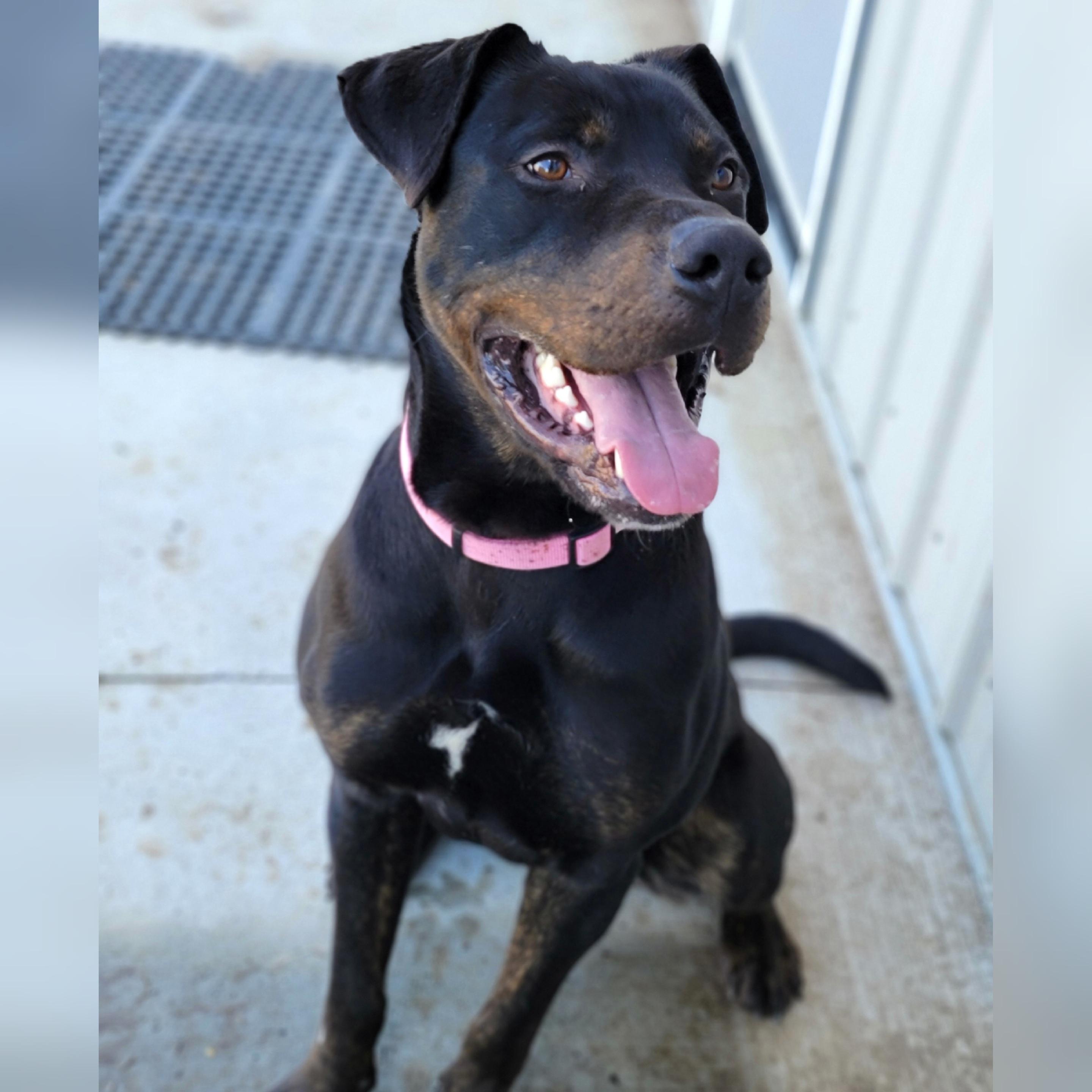 Enlarge Oliver, a ADOPTABLE mixed breed in Hornell, NY image 3/4