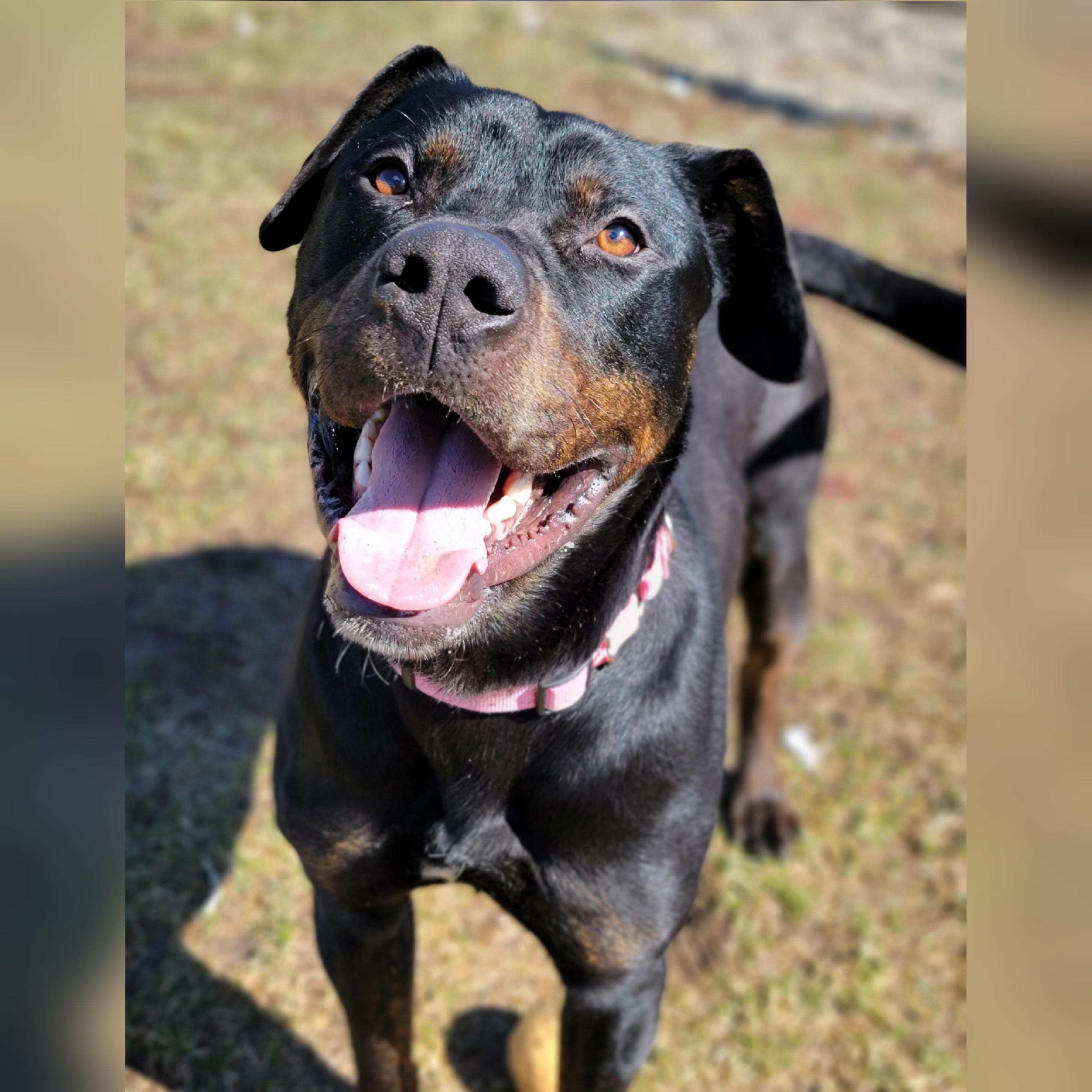 Enlarge Oliver, a ADOPTABLE mixed breed in Hornell, NY image 4/4