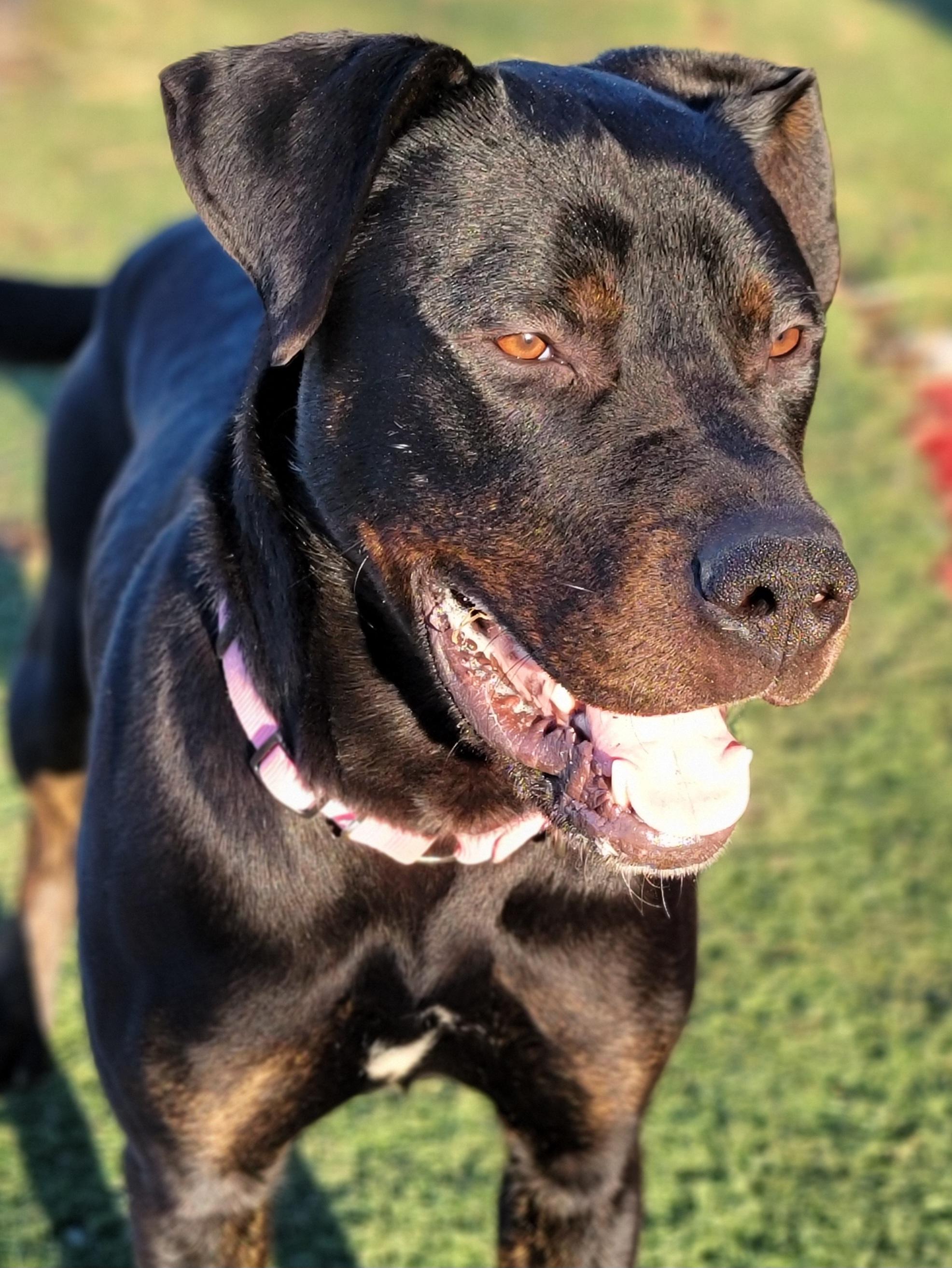 Enlarge Oliver, a ADOPTABLE mixed breed in Hornell, NY image 2/4