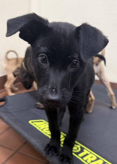 Enlarge Aspen, a Adoptable Labrador Retriever in Lake Hopatcong, NJ image 1/3