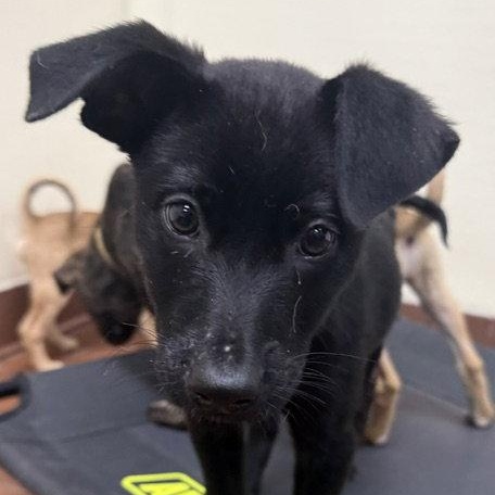 Aspen, a Adoptable Labrador Retriever in Lake Hopatcong, NJ image 1/3