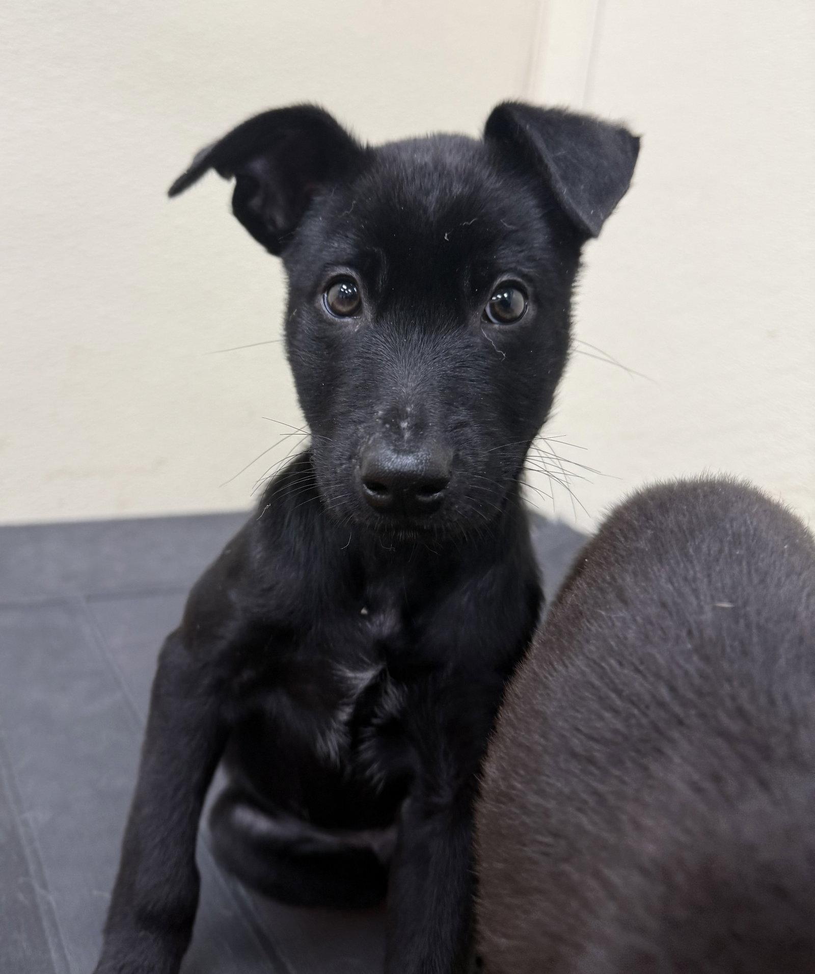 Enlarge Aspen, a Adoptable Labrador Retriever in Lake Hopatcong, NJ image 2/3