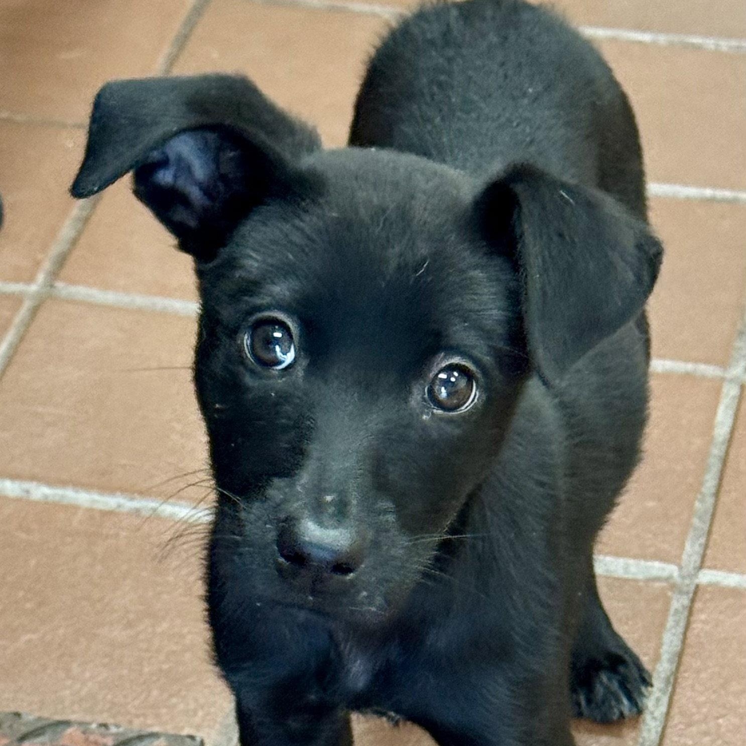 Aspen, Adoptable, Puppy Male Labrador Retriever.