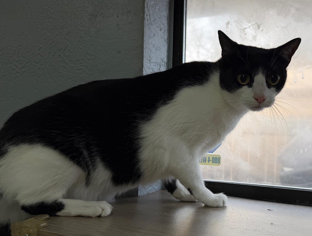 Tot, a ADOPTABLE Domestic Short Hair in Weatherford, TX image 2/4