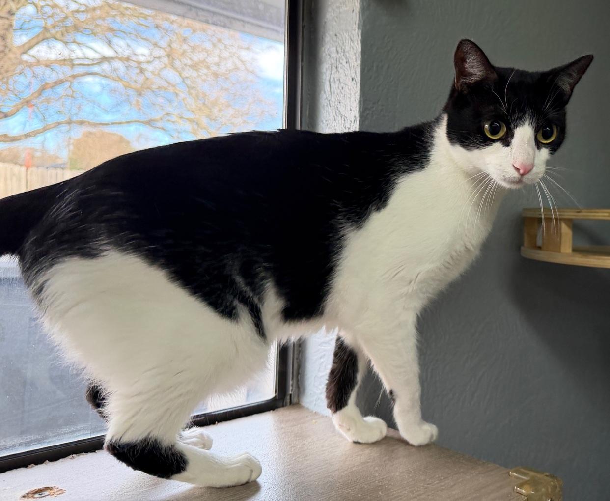 Tot, a ADOPTABLE Domestic Short Hair in Weatherford, TX image 3/4