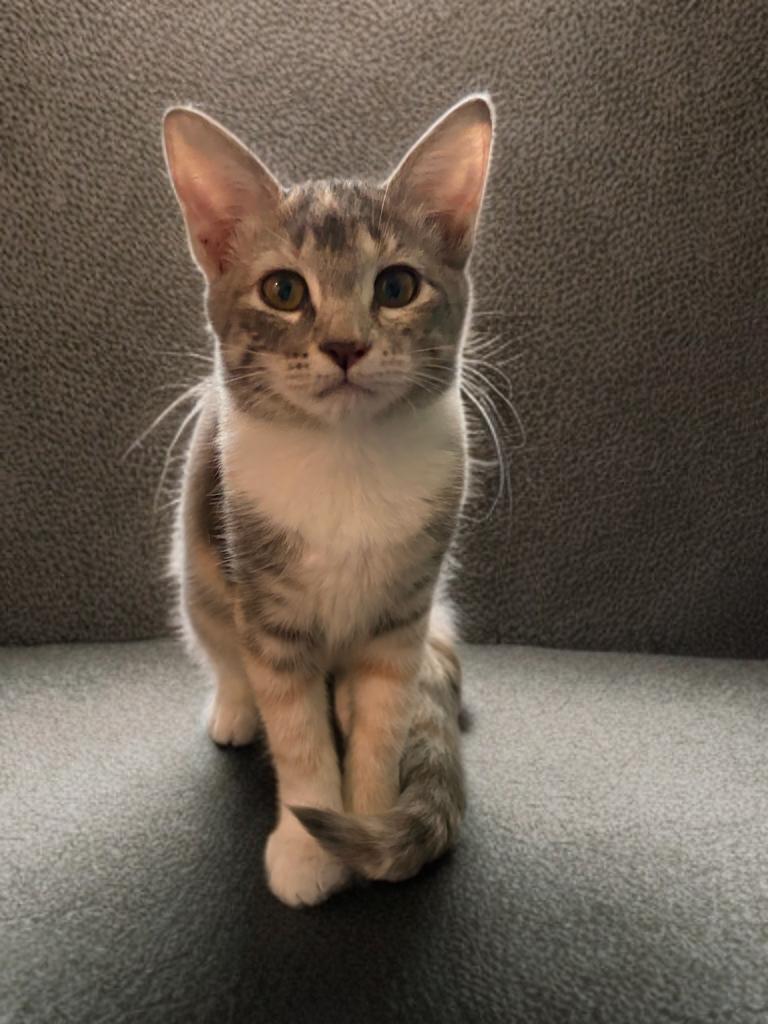 Frankie, Adoptable, Young Female Domestic Short Hair.