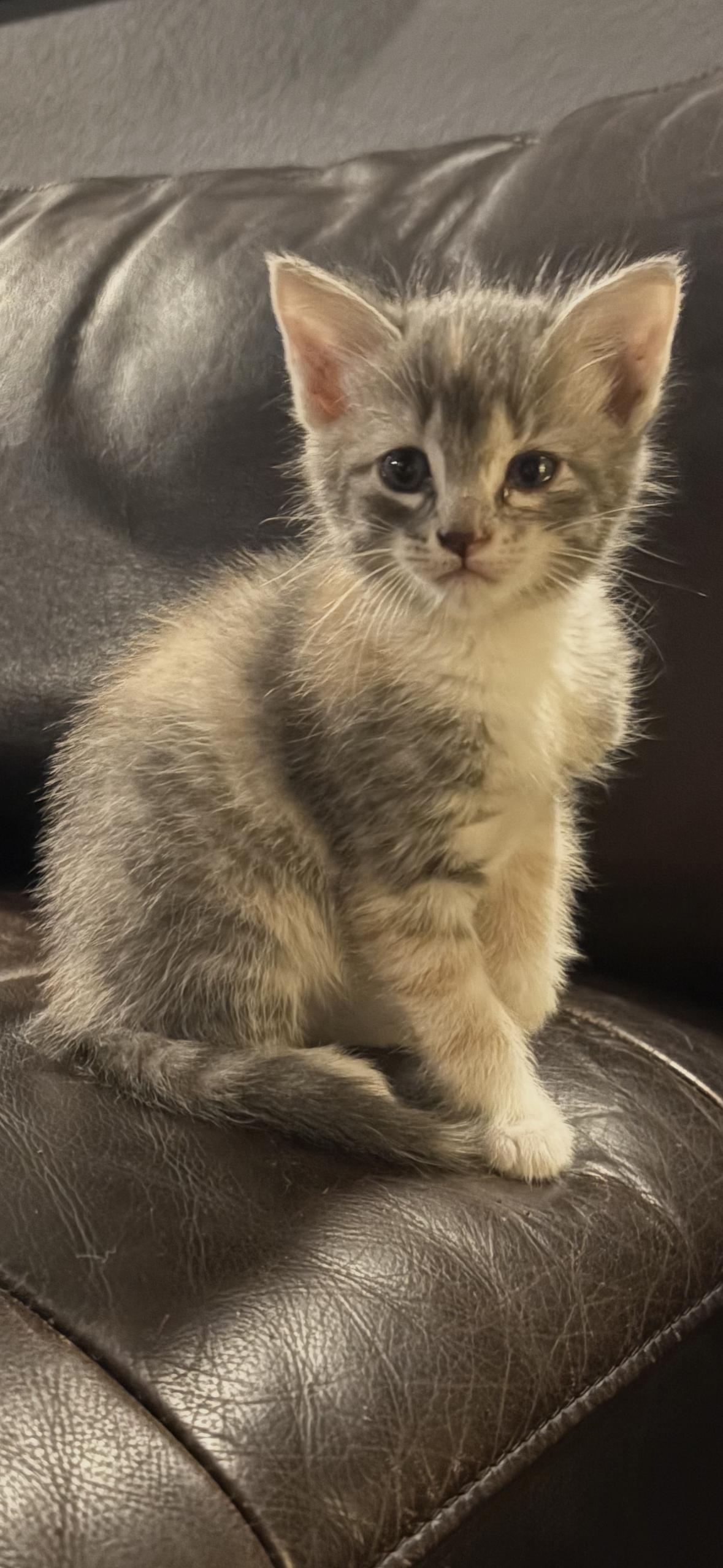 Enlarge Frankie, a Adoptable Domestic Short Hair in The Woodlands, TX image 2/2