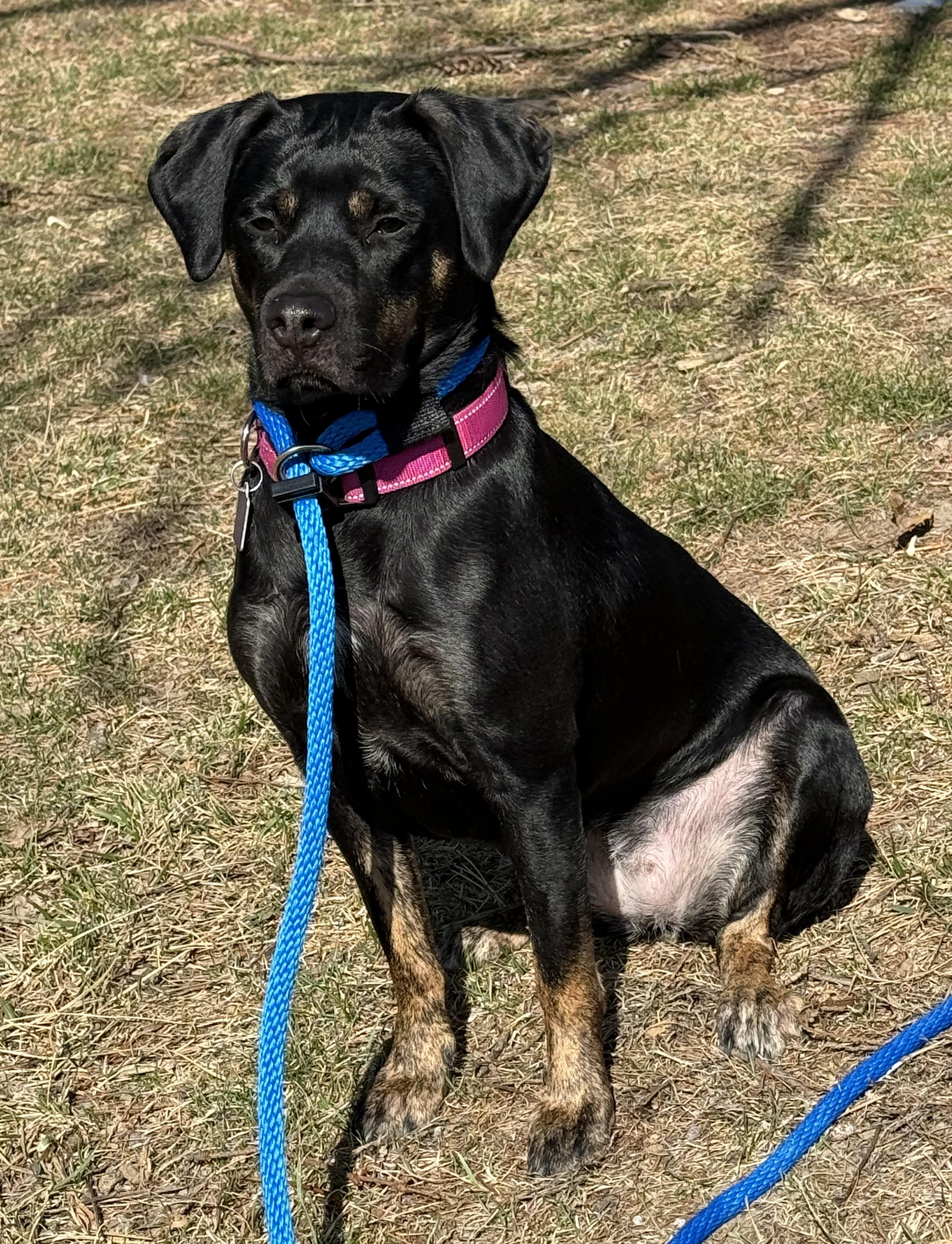 Honey (in a FOSTER home), ADOPTABLE, Young Female Black and Tan Coonhound.