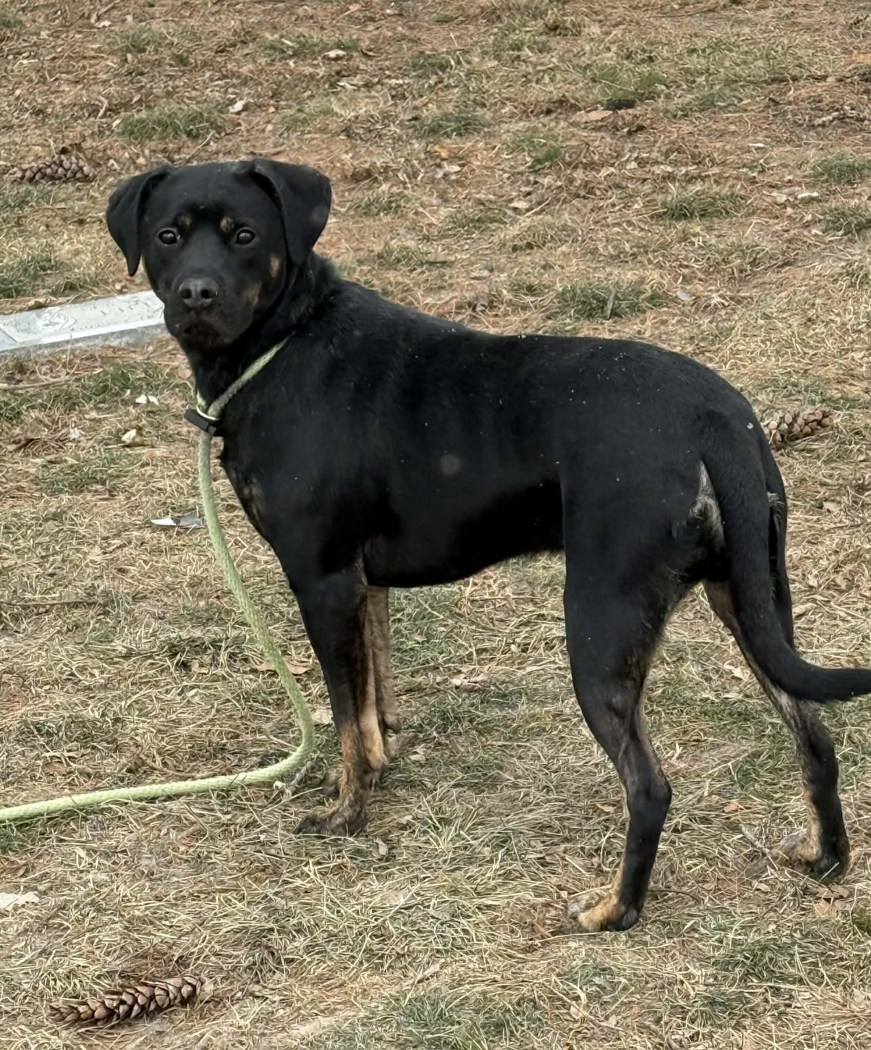 Enlarge Honey (in a FOSTER home), a ADOPTABLE mixed breed in Springfield, IL image 2/6