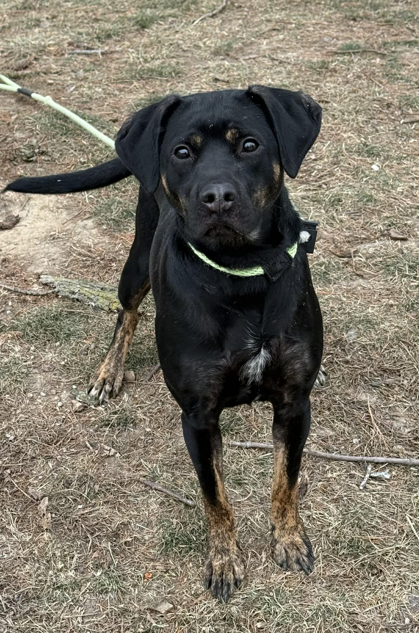 Enlarge Honey (in a FOSTER home), a ADOPTABLE mixed breed in Springfield, IL image 3/6