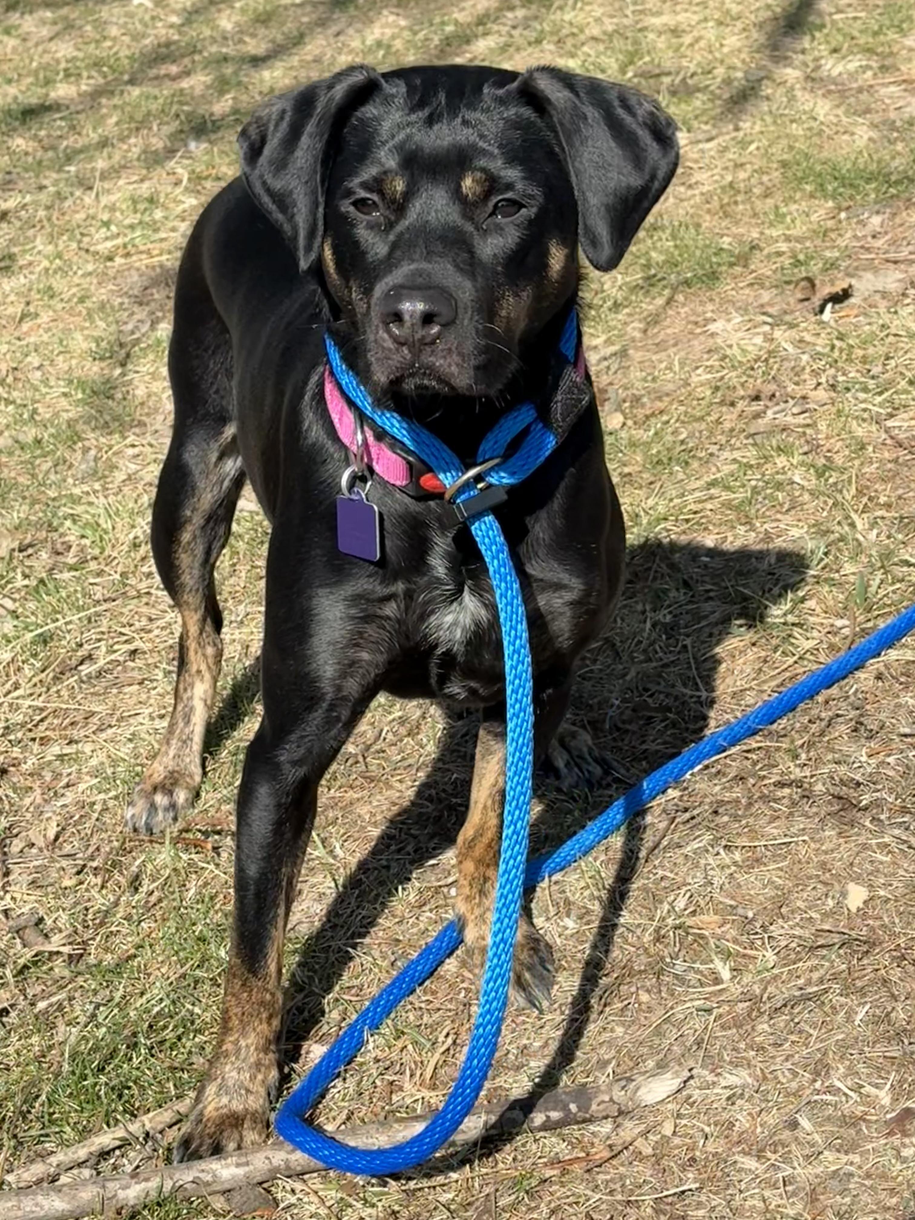 Enlarge Honey (in a FOSTER home), a ADOPTABLE mixed breed in Springfield, IL image 4/6