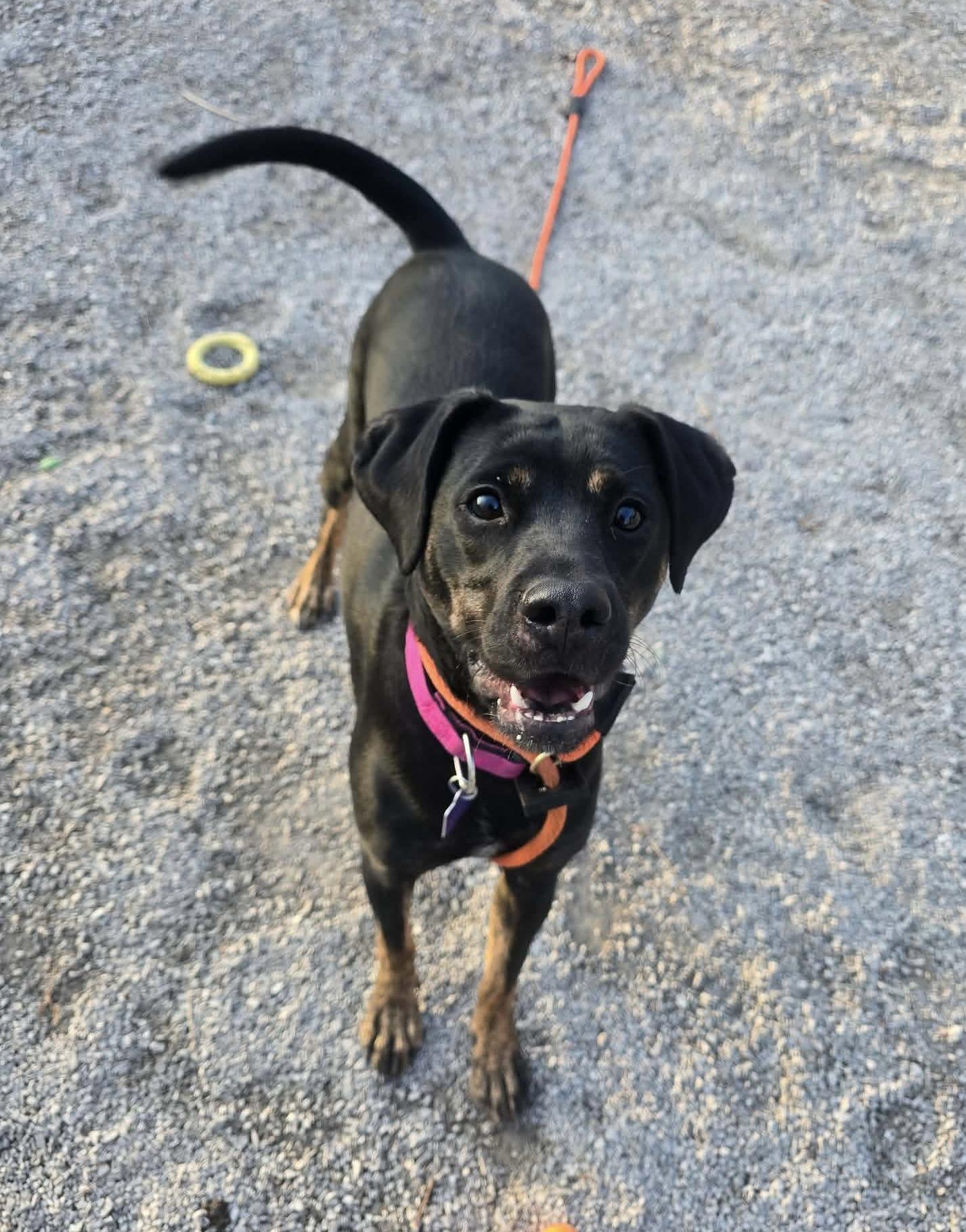 Enlarge Honey (in a FOSTER home), a ADOPTABLE mixed breed in Springfield, IL image 5/6