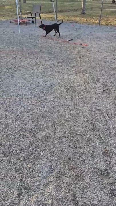 Enlarge Honey (in a FOSTER home), a ADOPTABLE mixed breed in Springfield, IL video 6/6