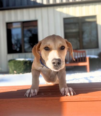 Goofy, ADOPTABLE, Adult Male Labrador Retriever.