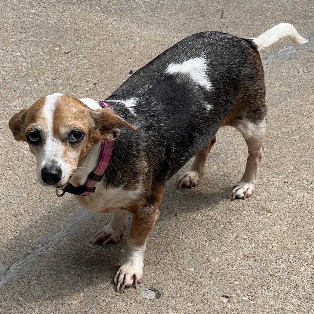 Enlarge Miracle, a Adoptable mixed breed in Tulsa, OK image 1/6