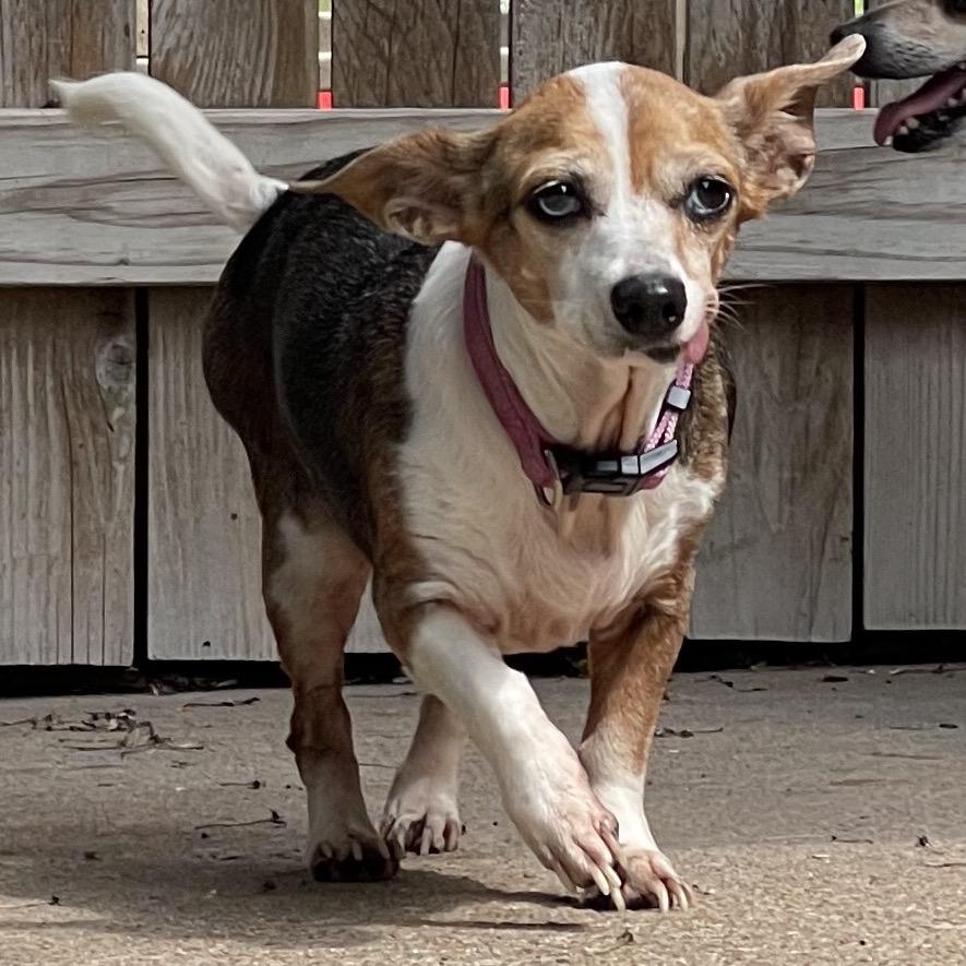 Enlarge Miracle, a Adoptable mixed breed in Tulsa, OK image 2/6