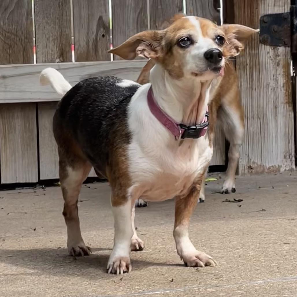 Enlarge Miracle, a Adoptable mixed breed in Tulsa, OK image 3/6