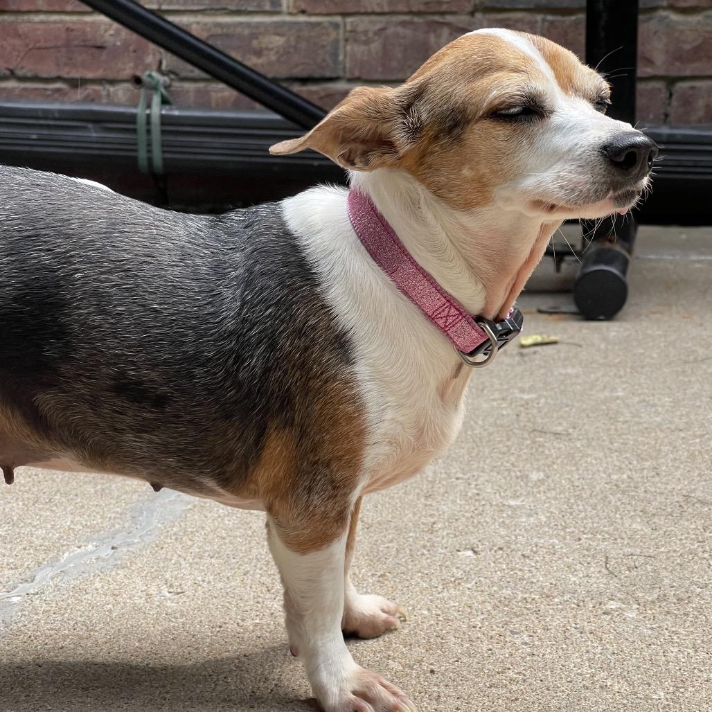 Enlarge Miracle, a Adoptable mixed breed in Tulsa, OK image 4/6