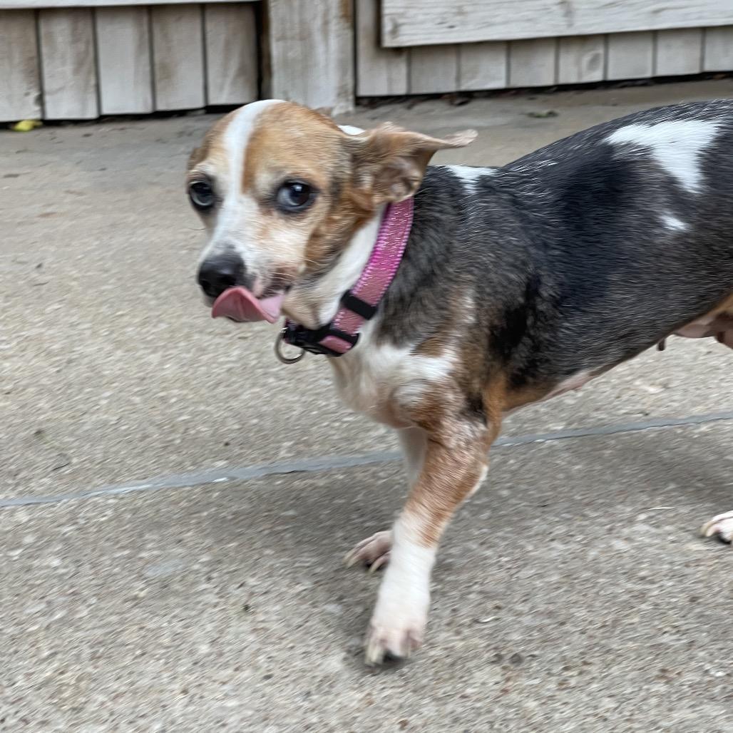 Enlarge Miracle, a Adoptable mixed breed in Tulsa, OK image 5/6