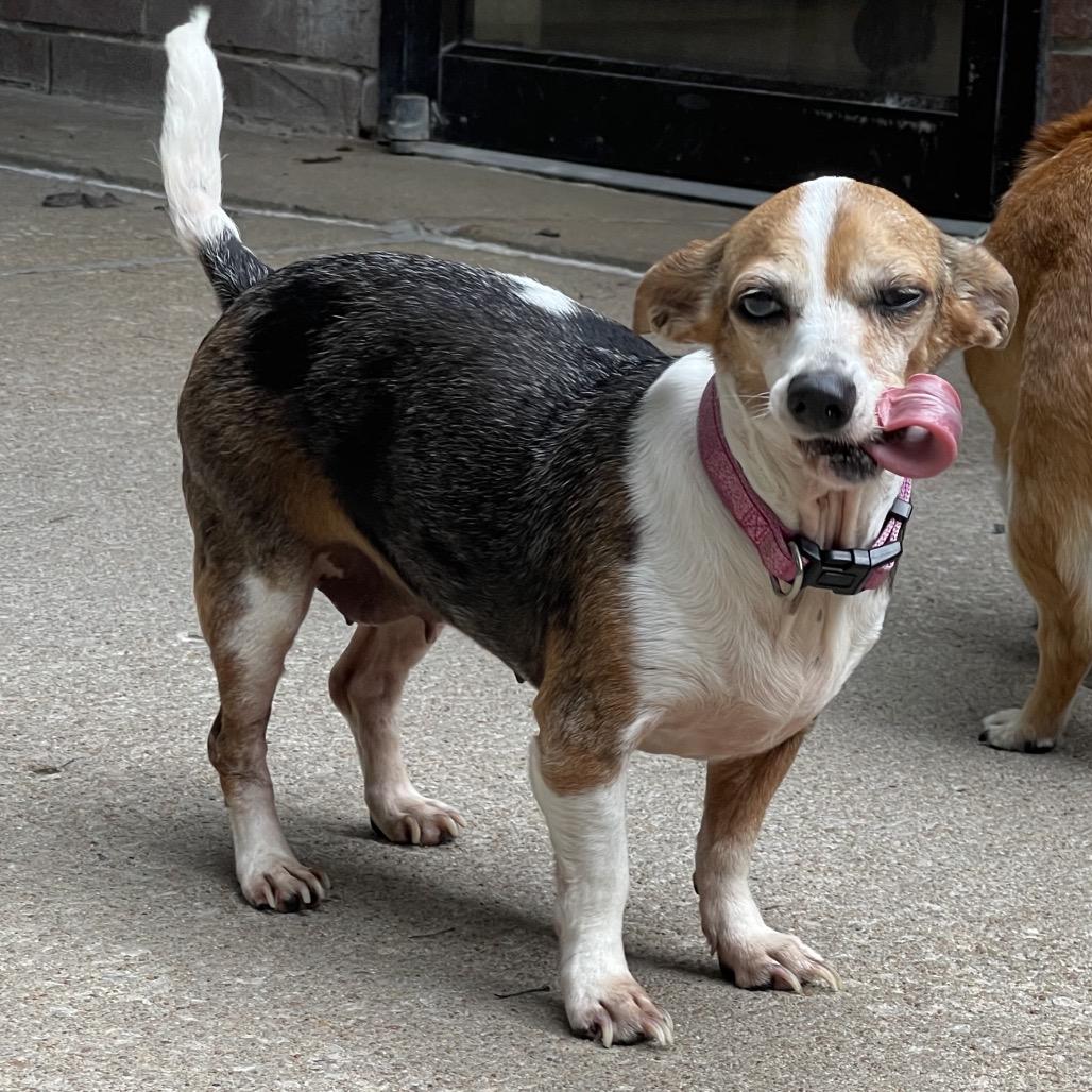 Enlarge Miracle, a Adoptable mixed breed in Tulsa, OK image 6/6