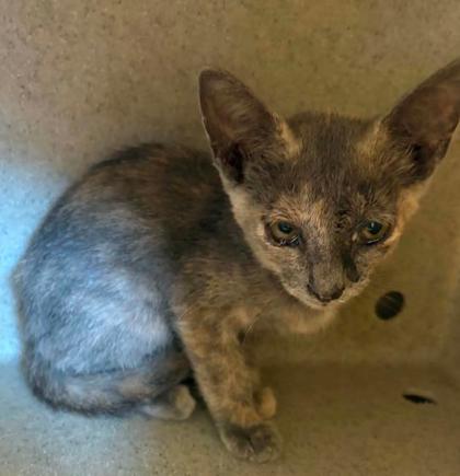 Jalapeno Business, Adoptable, Kitten Female Domestic Short Hair & Domestic Short Hair.