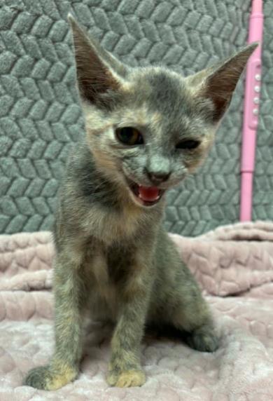 Enlarge Jalapeno Business, a Adoptable mixed breed in Lampasas, TX image 2/2