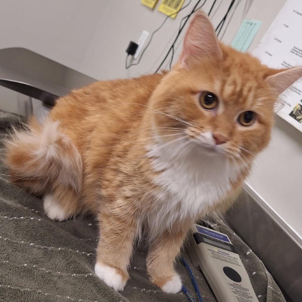 Cheese Puff, Adoptable, Adult Female Domestic Short Hair.