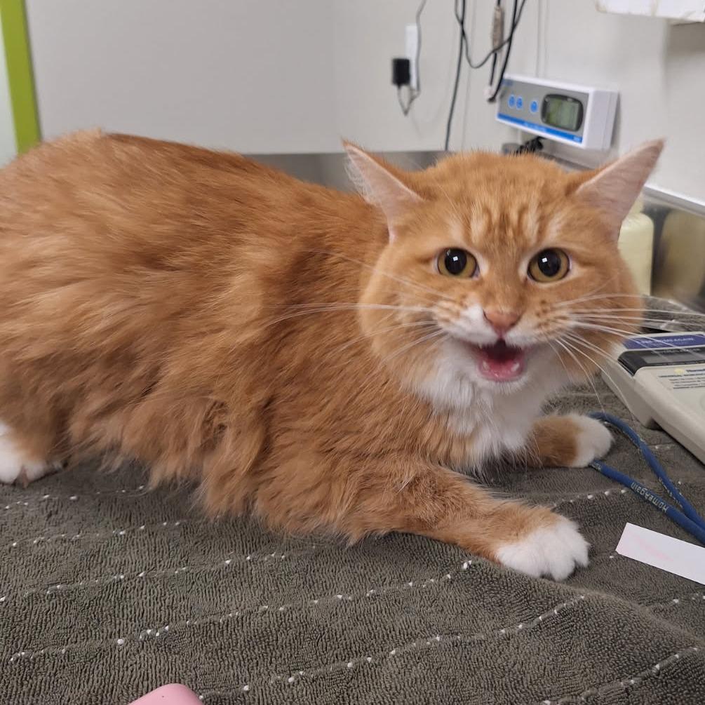 Enlarge Cheese Puff, a Adoptable Domestic Short Hair in Saint Cloud, MN image 2/3