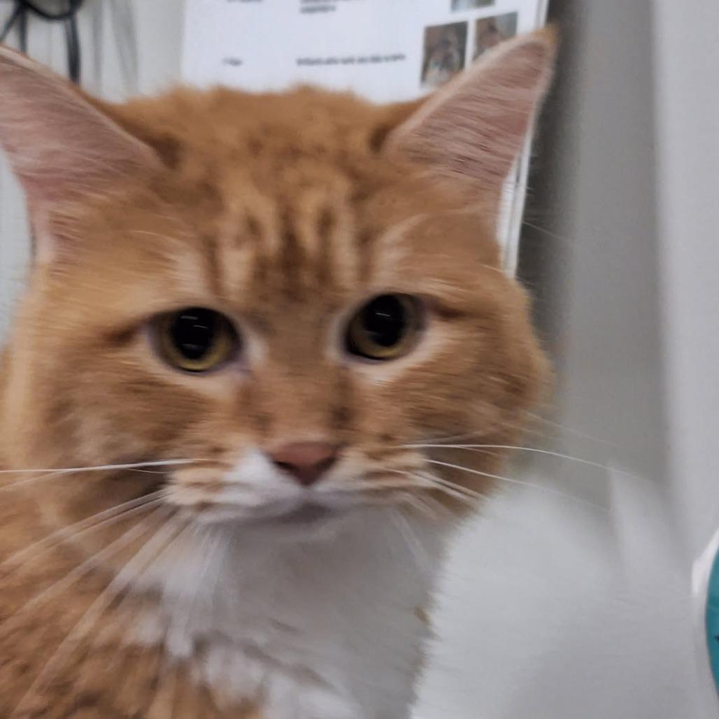 Enlarge Cheese Puff, a Adoptable Domestic Short Hair in Saint Cloud, MN image 3/3