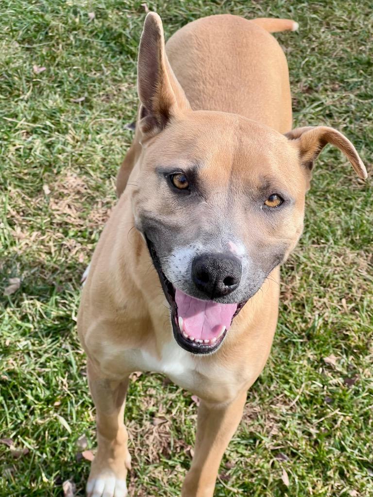 Ligeia, Adoptable, Adult Female Terrier & Terrier.