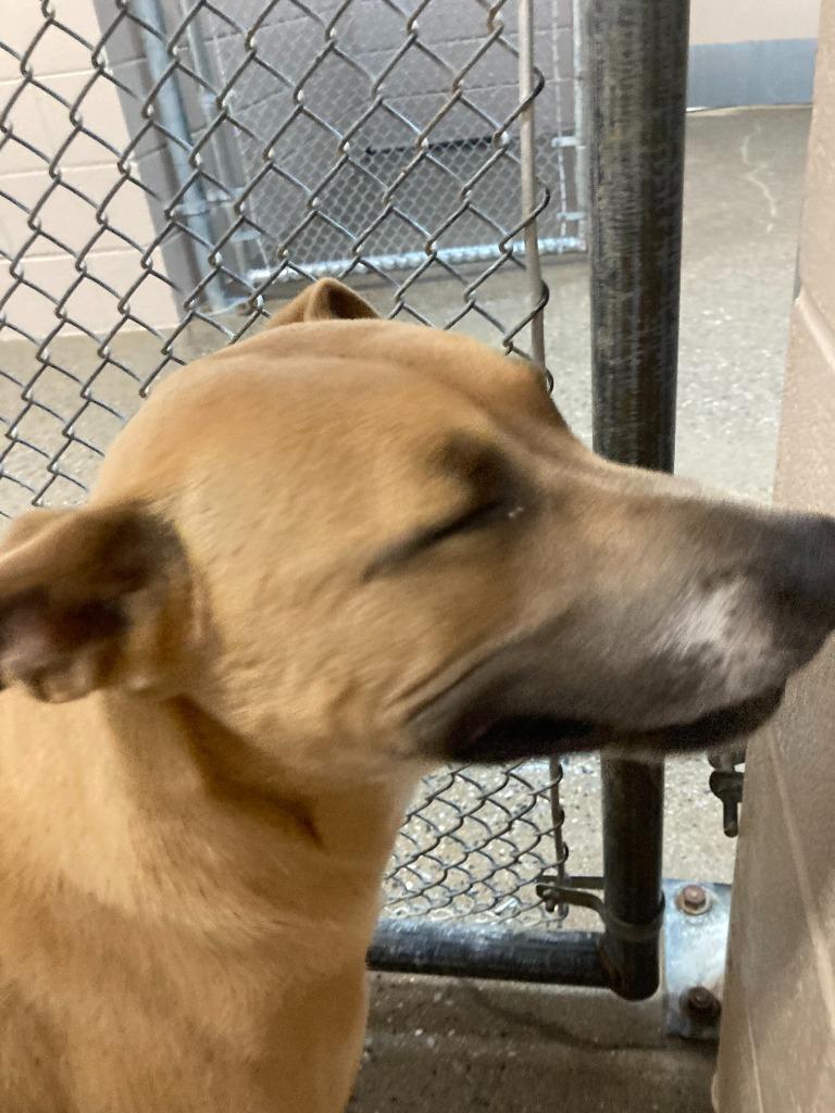 Enlarge Ligeia, a Adoptable mixed breed in Burnsville, NC image 2/6