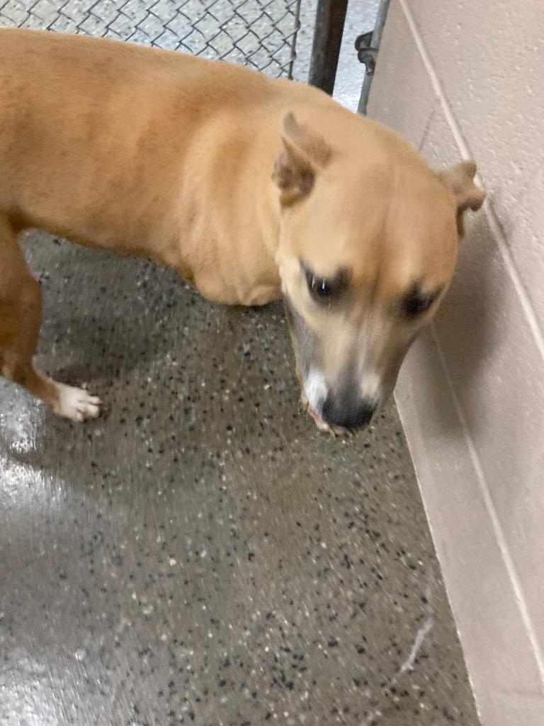 Enlarge Ligeia, a Adoptable mixed breed in Burnsville, NC image 3/6