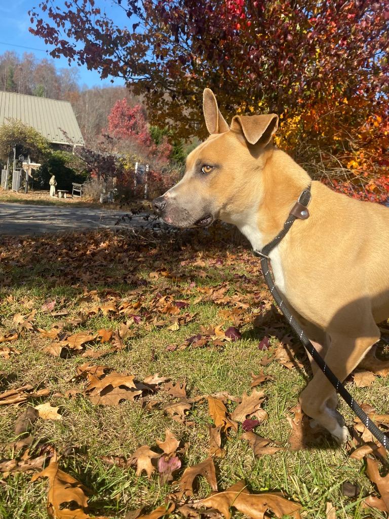 Enlarge Ligeia, a Adoptable mixed breed in Burnsville, NC image 4/6