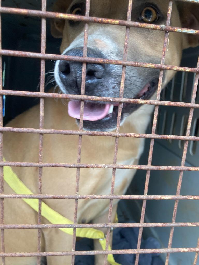 Enlarge Ligeia, a Adoptable mixed breed in Burnsville, NC image 6/6