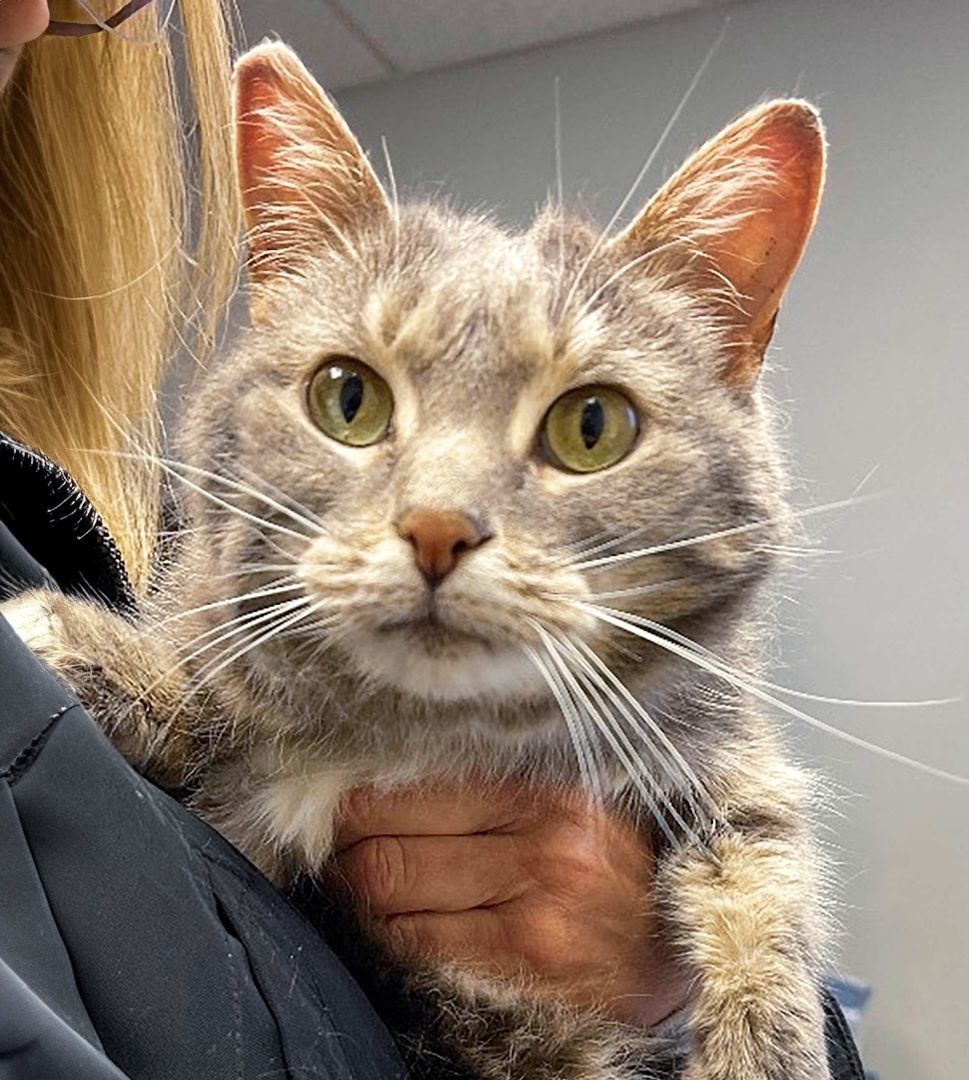 Enlarge Kazuki the Lap Lover, a Adopted Domestic Medium Hair in Oak Park, MI image 1/6