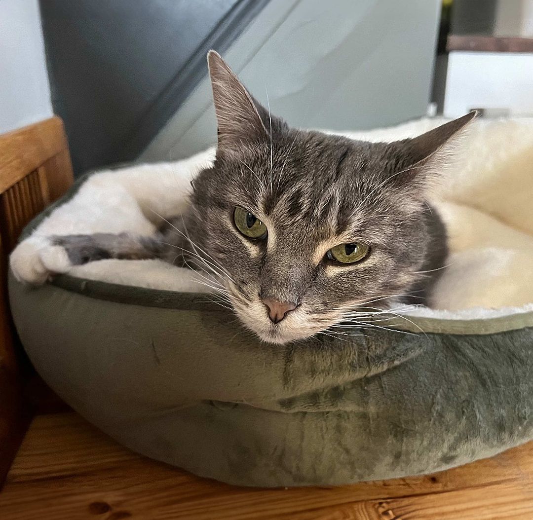 Enlarge Kazuki the Lap Lover, a Adopted Domestic Medium Hair in Oak Park, MI image 2/6