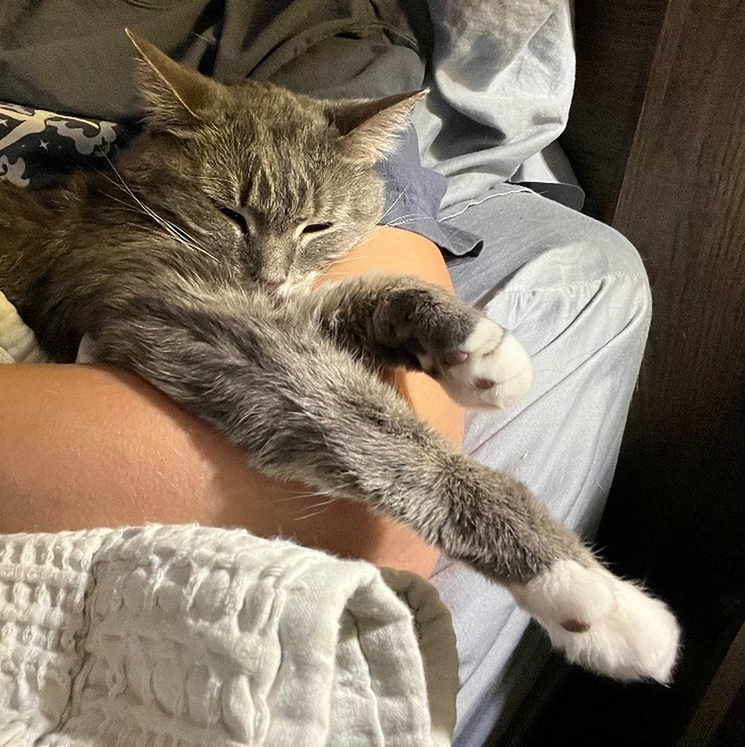 Enlarge Kazuki the Lap Lover, a Adopted Domestic Medium Hair in Oak Park, MI image 3/6