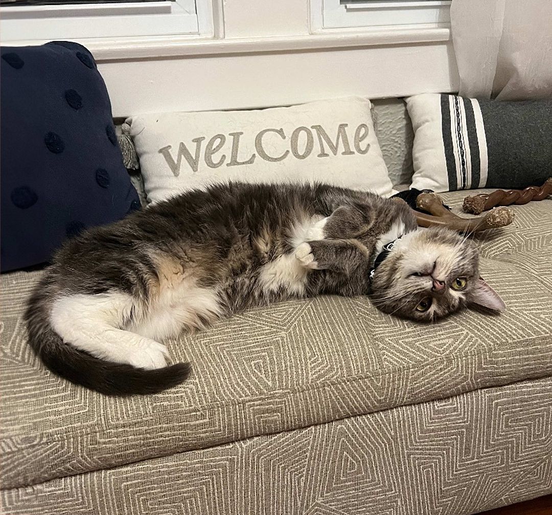 Enlarge Kazuki the Lap Lover, a Adopted Domestic Medium Hair in Oak Park, MI image 4/6