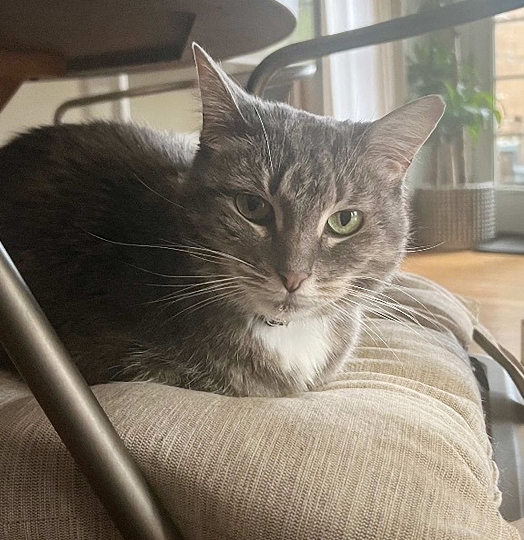 Enlarge Kazuki the Lap Lover, a Adopted Domestic Medium Hair in Oak Park, MI image 5/6