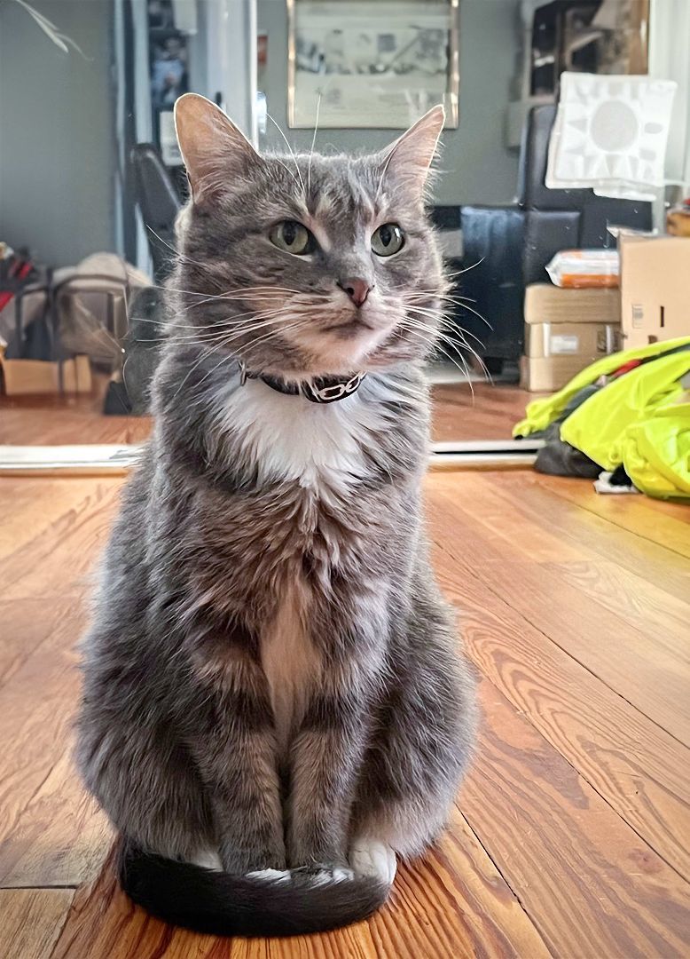 Enlarge Kazuki the Lap Lover, a Adopted Domestic Medium Hair in Oak Park, MI image 6/6