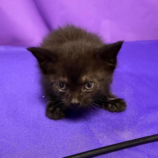 Virtigo, a Adoptable Domestic Medium Hair in North Myrtle Beach, SC image 1/4