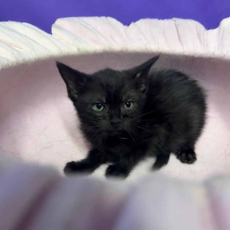 Virtigo, a Adoptable Domestic Medium Hair in North Myrtle Beach, SC image 2/4