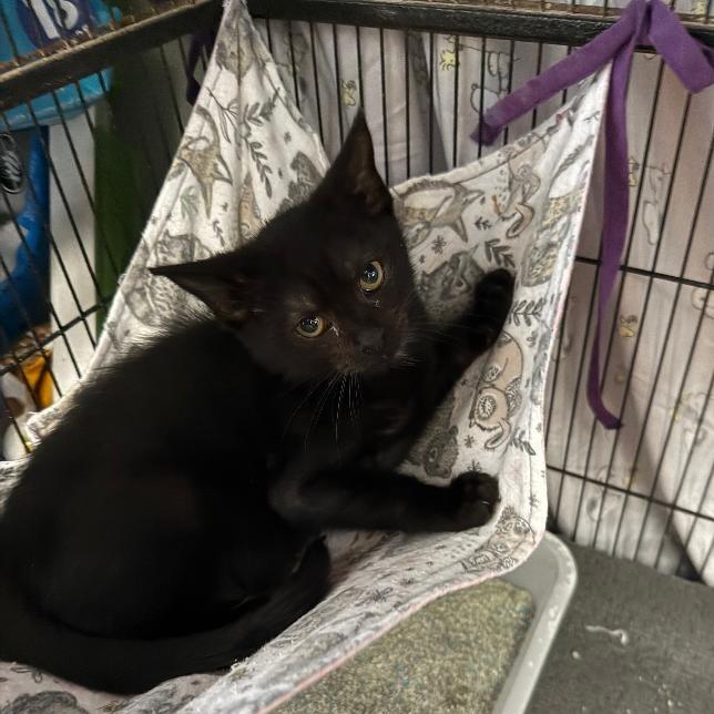 Virtigo, a Adoptable Domestic Medium Hair in North Myrtle Beach, SC image 3/4