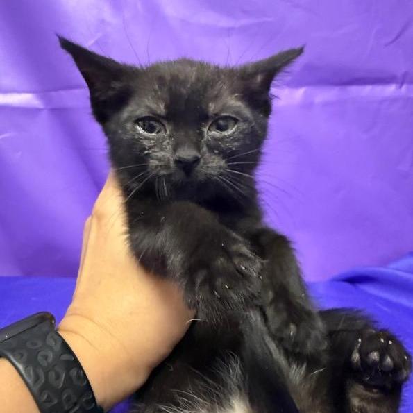 Virtigo, a Adoptable Domestic Medium Hair in North Myrtle Beach, SC image 4/4