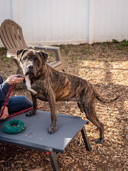 Creed — thumbnail 4