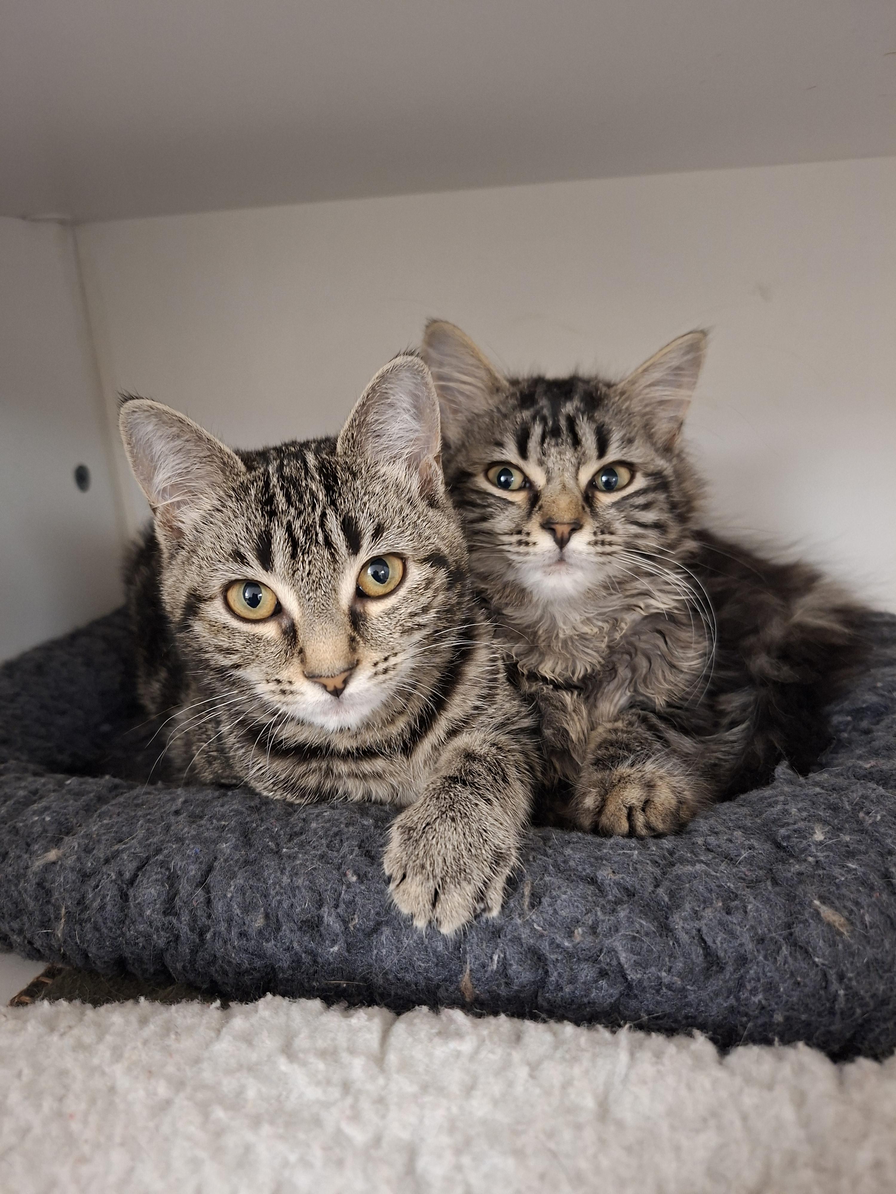 Enlarge Patience, an adopted Domestic Medium Hair in Wallingford, CT image 2/2