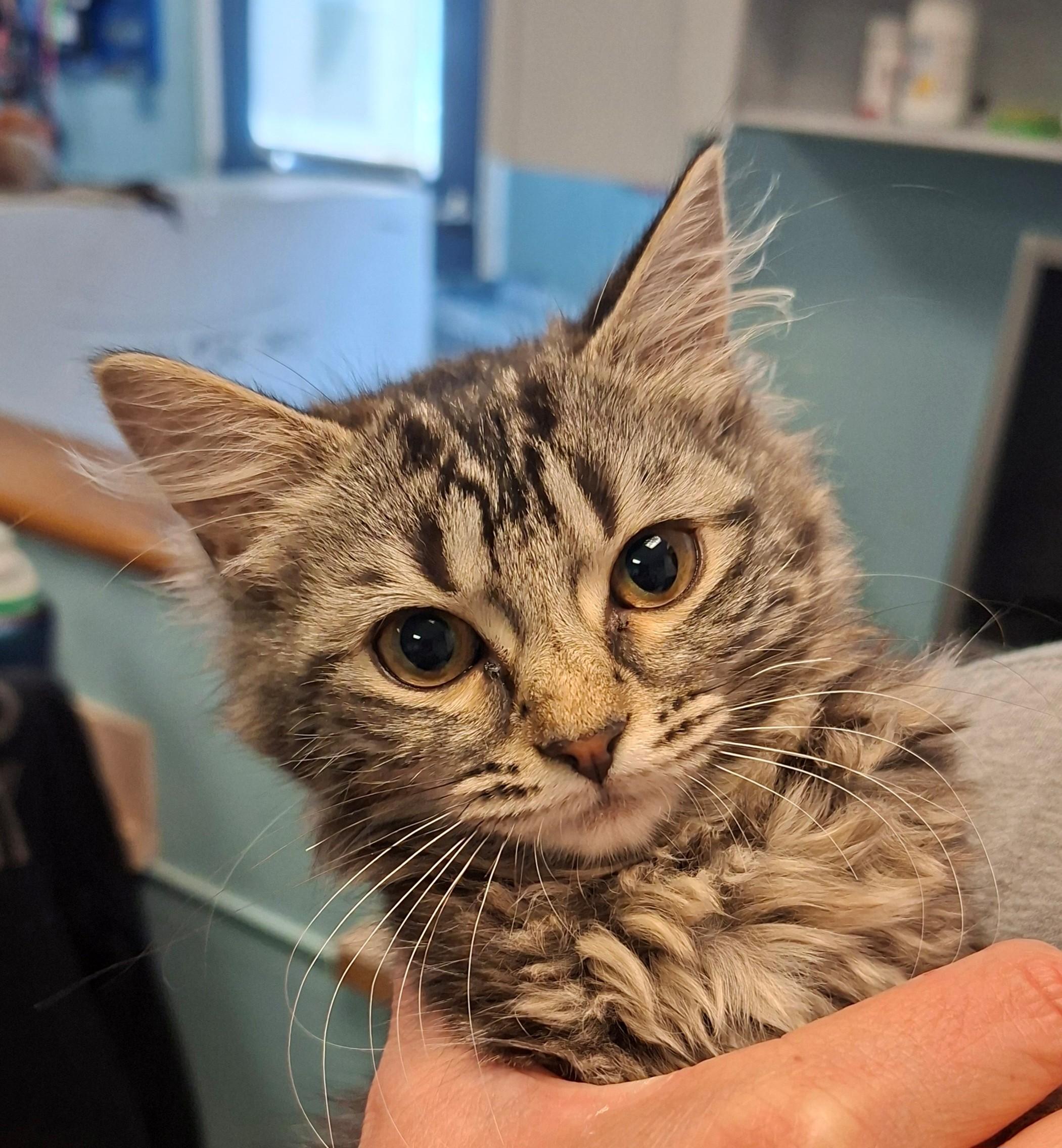 Enlarge Patience, an adopted Domestic Medium Hair in Wallingford, CT image 1/2