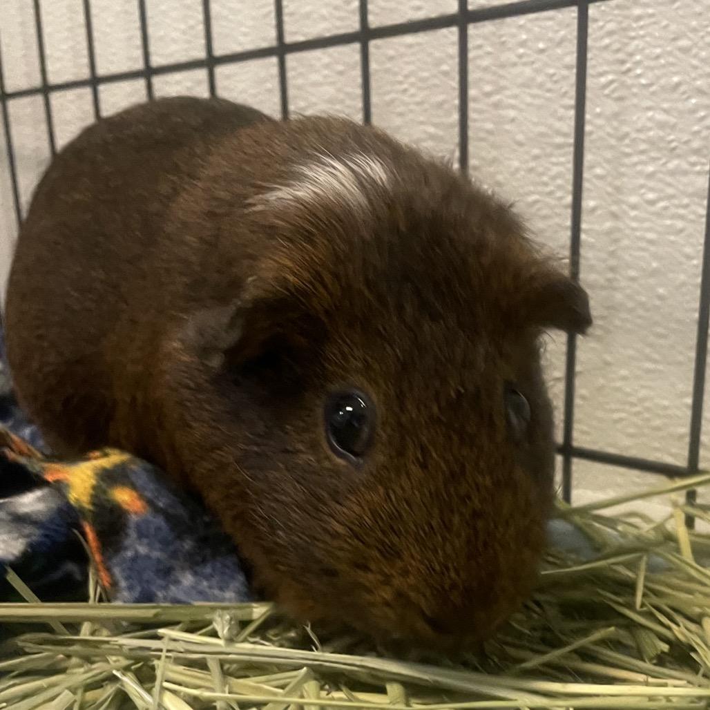 Leo, Adoptable, Adult Male Guinea Pig.